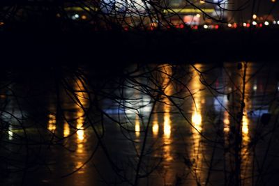 Close-up of trees at night