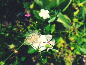 Close-up of dandelion