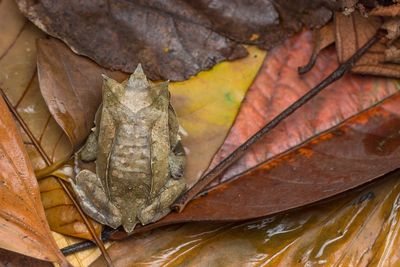 Close-up of autumn leaves