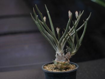 Close-up of small potted plant