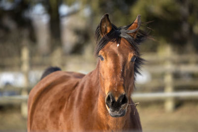 Beautiful brown mare running in wintry landscape