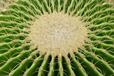 Close-up of cactus plant growing on field