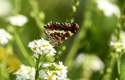 Close-up of butterfly pollinating on flower