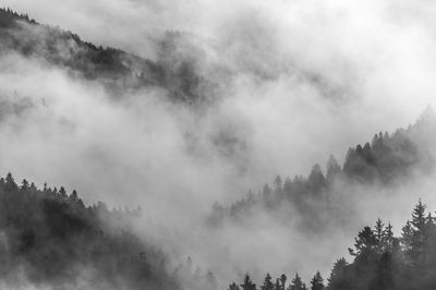 Low angle view of trees against cloudy sky