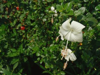 Close-up of white flowers