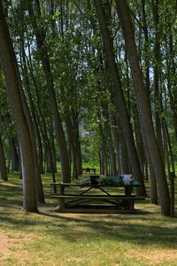 Trees in park