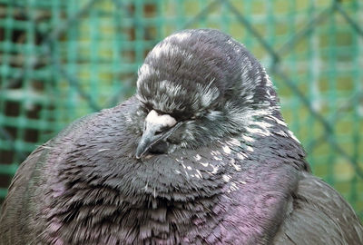 Close-up of pigeon