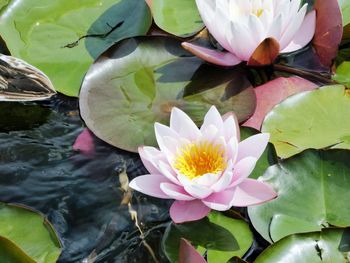 Close-up of lotus water lily in lake