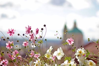 Close-up of pink flowering plants