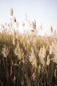 Close-up of stalks in field against sky