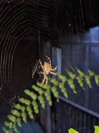 Spider on web