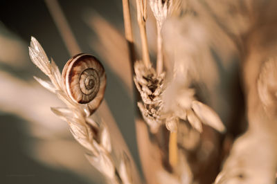 Close-up of plant