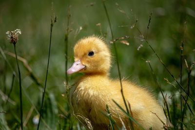 Close-up of a bird