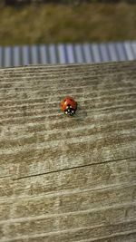 High angle view of ladybug on wood