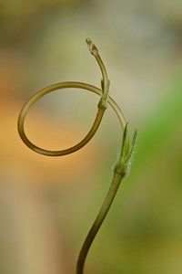 Close-up of plant growing outdoors