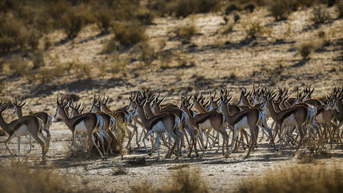 Springbok herd running away in kgalagari transfrontier park, south africa