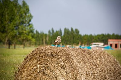 Owl on hay bale