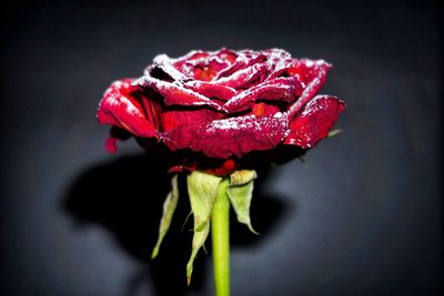 Close-up of red rose against black background