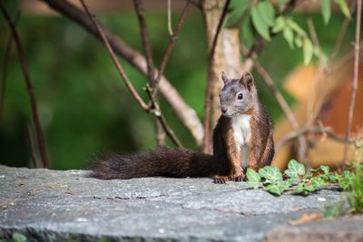 Close-up of squirrel on tree