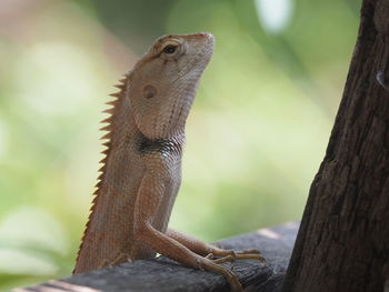 Close-up of lizard on tree trunk