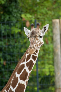 Portrait of giraffe in zoo