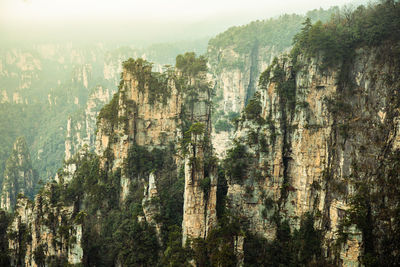 Panoramic view of trees in forest