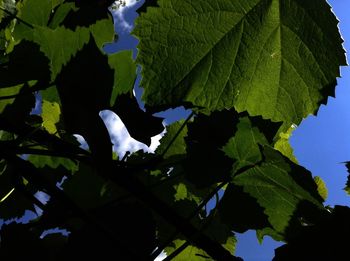 Low angle view of leaves