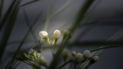 Close-up of white flowering plant