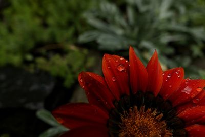 Close-up of wet gazania blooming outdoors