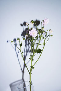 Close-up of flowers against white background