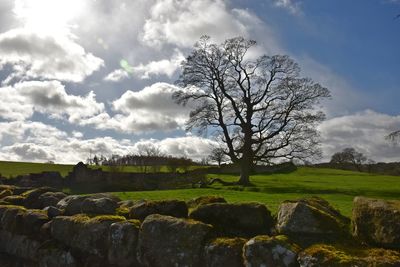 Bare tree on field against sky