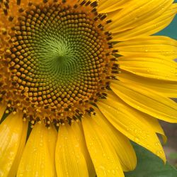 Close-up of sunflower