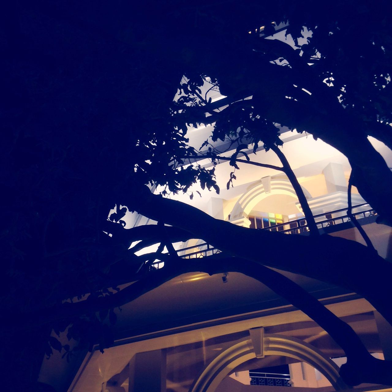 low angle view, built structure, illuminated, architecture, silhouette, tree, clear sky, building exterior, night, sky, lighting equipment, sunlight, dusk, palm tree, branch, no people, outdoors, growth, building, street light