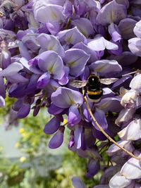 Close-up of bee on purple flowering plant