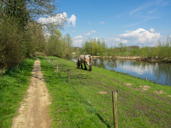 Horse in a field