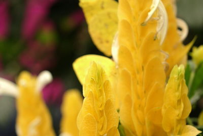 Close-up of yellow flower