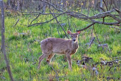 Portrait of deer standing on field