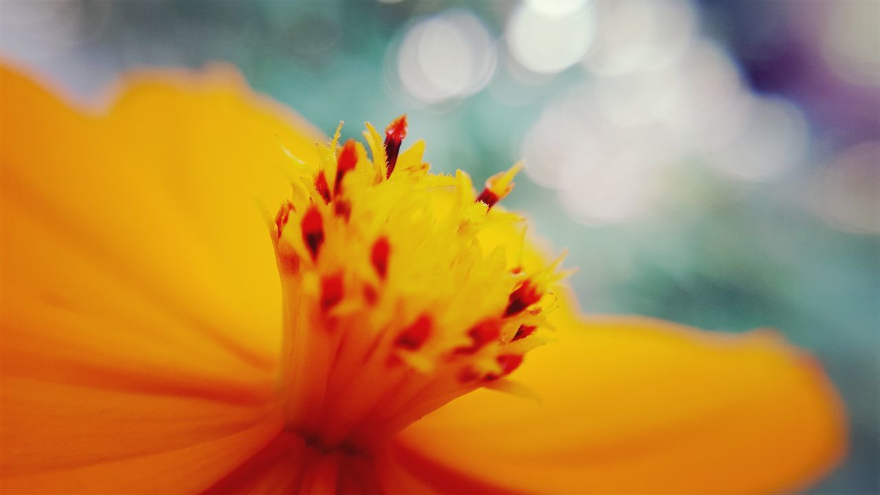 flower, petal, beauty in nature, fragility, yellow, freshness, flower head, nature, close-up, growth, selective focus, outdoors, no people, blooming, plant, stamen, day, springtime