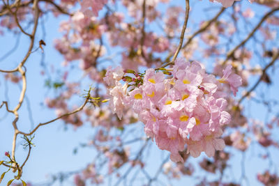 Close-up of pink cherry blossoms in spring