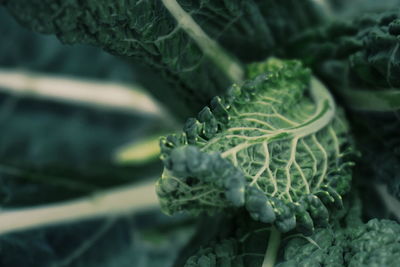 Close-up of fresh green plant