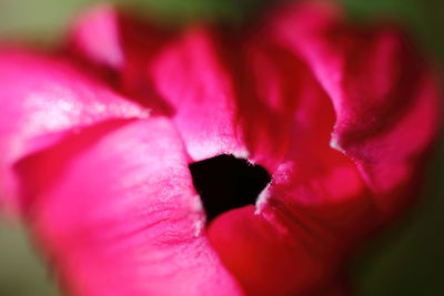 Close-up of pink flower blooming outdoors