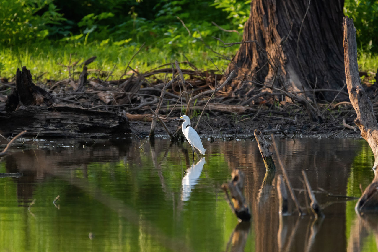 BIRDS PERCHING ON TREE TRUNK