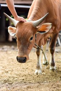 Close-up of cow