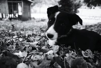 Close-up portrait of dog