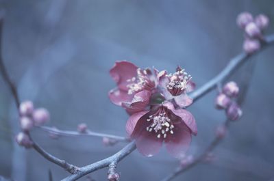 Close-up of pink flowers on branch