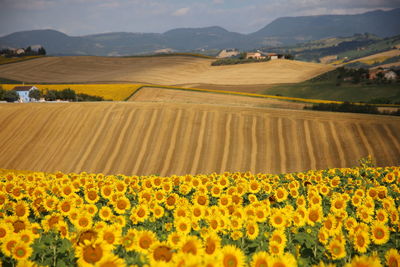 Scenic view of sunflower field against cloudy sky