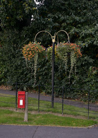 Red flowering plants against trees