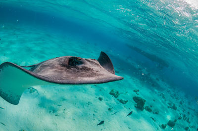 Close-up of stingray swimming in sea