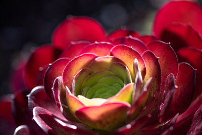 Close-up of red succulent plants