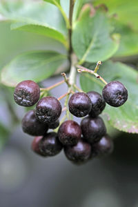 Close-up of berries growing on tree